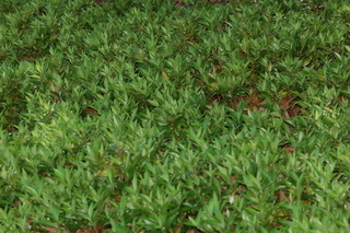 Sarcococca ruscifolia, plant