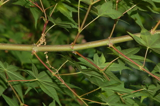 Acer palmatum, Shindeshojo Japanese Maple, branching