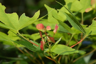 Acer palmatum, var Shindeshojo, Japanese Maple, fruit
