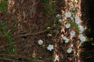 Rhododendron kiusianum, var Hanekomachi, Kyushu Azalea