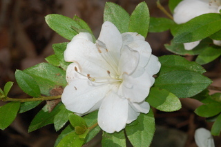 Rhododendron kiusianum, var Hanekomachi, Kyushu Azalea, flower