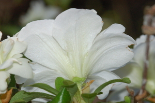Rhododendron kiusianum, var Hanekomachi, Kyushu Azalea, flower side