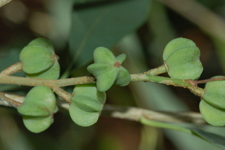 Trachelospermum asiaticum, Asiatic jasmine, fruit