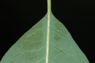 Trachelospermum asiaticum, Asiatic jasmine, leaf base under