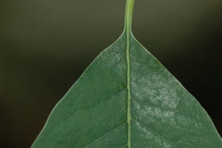 Trachelospermum asiaticum, Asiatic jasmine, leaf base upper