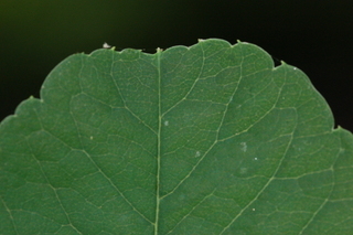Trachelospermum asiaticum, Asiatic jasmine, leaf tip upper