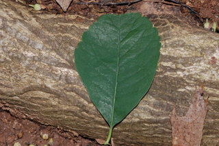 Trachelospermum asiaticum, Asiatic jasmine, leaf upper