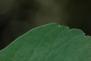 Trachelospermum asiaticum, Asiatic jasmine, margin