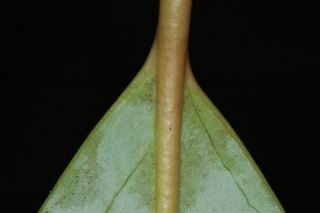 Daphniphyllum macropodum, leaf base under