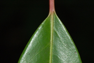Daphniphyllum macropodum, leaf base upper