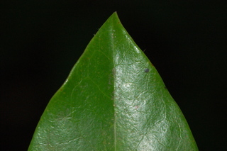 Daphniphyllum macropodum, leaf tip upper