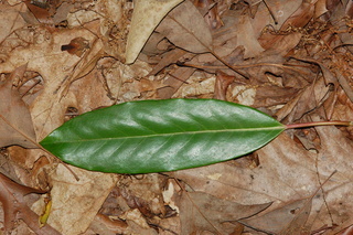 Daphniphyllum macropodum, leaf upper