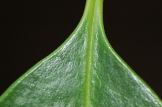 Kadsura japonica, Chirimen, Kadsura vine, leaf base upper