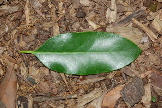 Kadsura japonica, Chirimen, Kadsura vine, leaf upper