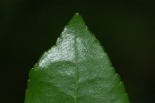 Pieris japonica, Mountain fire, Japanese pieris, leaf tip upper