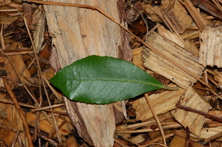 Pieris japonica, Mountain fire, Japanese pieris, leaf upper