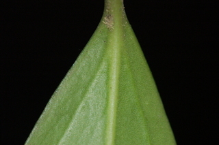 Sarcococca orientalis, leaf base under