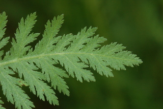 Achillea filipendulina, Parkers variety, Yarrow, leaf