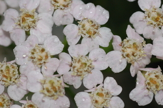 Achillea millefolium, Summerwine, Yarrow