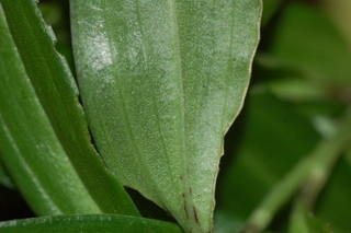 Disporopsis pernyi, Low man, leaf base under