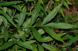 Mahonia fortunei, Chinese mahonia