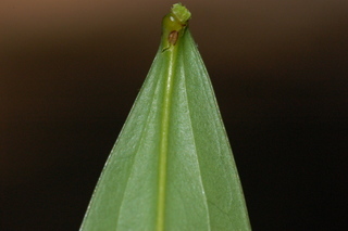 Mahonia fortunei, Chinese mahonia, leaf base under