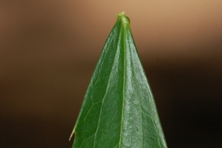 Mahonia fortunei, Chinese mahonia, leaf base upper