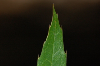 Mahonia fortunei, Chinese mahonia, leaf tip upper
