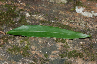 Mahonia fortunei, Chinese mahonia, leaf upper