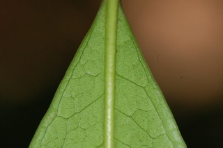 Osmanthus frangrans, leaf base under
