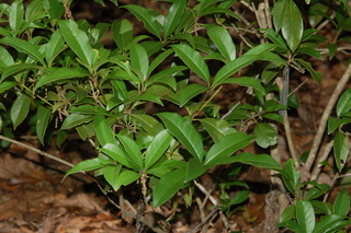 Osmanthus frangrans, plant