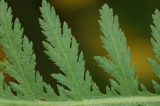 Achillea filipendulina, Parkers variety, Yarrow