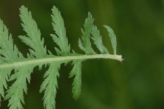 Achillea filipendulina, Parkers variety, Yarrow, leaf base