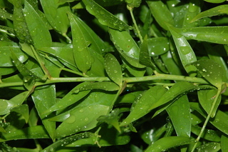Danae racemosa, Alexandrian laurel, branching