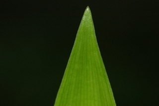 Danae racemosa, Alexandrian laurel, leaf tip upper