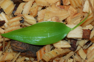 Danae racemosa, Alexandrian laurel, leaf upper