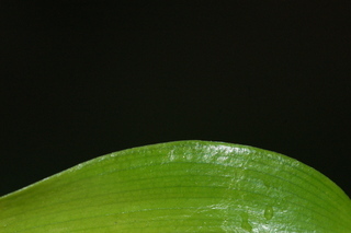 Danae racemosa, Alexandrian laurel, margin