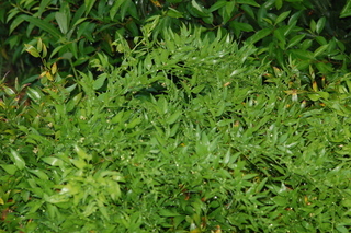 Danae racemosa, Alexandrian laurel, plant