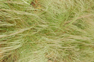 Stipa tenacissima, Ponytail grass