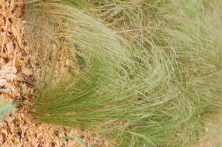 Stipa tenacissima, Ponytail grass
