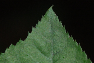 Amelanchier canadensis, leaf tip upper