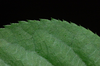 Amelanchier canadensis, margin