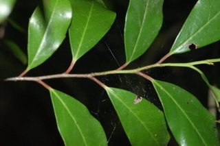 Prunus caroliniana, Compacta, branching