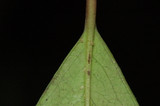 Prunus caroliniana, Compacta, leaf base under