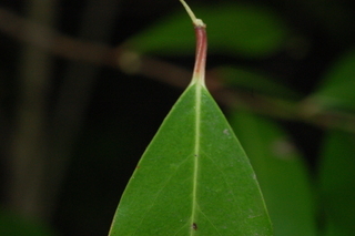 Prunus caroliniana, Compacta, leaf base upper