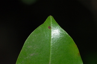 Prunus caroliniana, Compacta, leaf tip upper