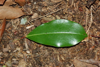 Prunus caroliniana, Compacta, leaf upper