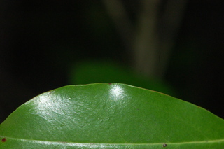 Prunus caroliniana, Compacta, margin