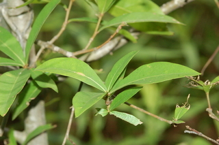 Quercus laurifolia, Laurel oak