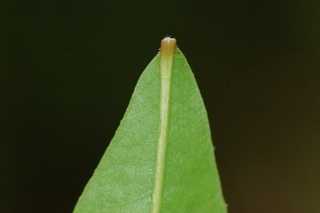 Quercus laurifolia, Laurel oak, leaf base lower